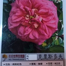 花花世界_玫瑰苗--克里斯多夫，Christopher Marlowe--3.5吋黑軟盆/高10~30公分/MA