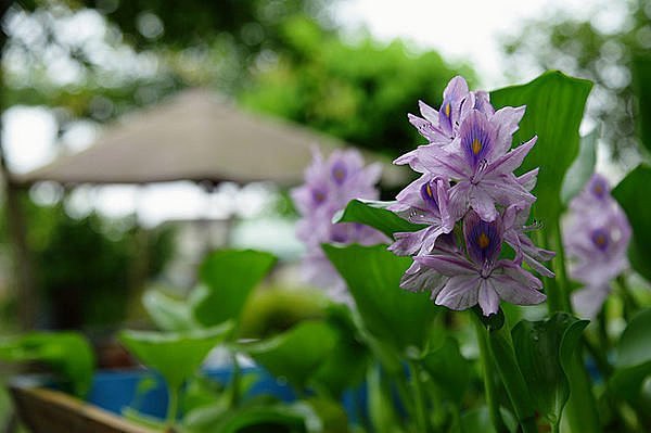 長葉鳳眼蓮=雨久花=水風信子=水蓮花=浮水蓮花=大水萍=水鴛鴦=布袋蓮(每一株含根.莖.6葉以上)1株40元