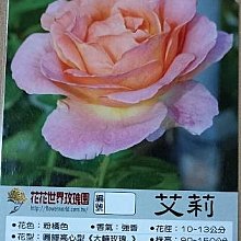 花花世界_玫瑰苗-*艾莉*，Elle-大輪粉花-/3.5吋盆/高10~30公分/MA