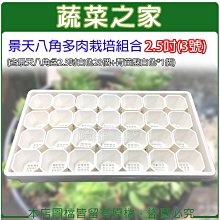 【蔬菜之家滿額免運】景天八角多肉栽培組合2.5吋(3號)※此商品運費請選宅配