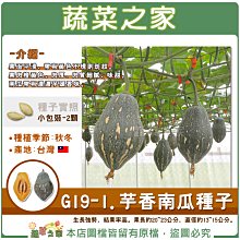 【蔬菜之家滿額免運】G19-1.芋香南瓜種子 2顆 //一代交配，生長強勢，結果率高。果長約20~23公分