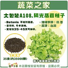 【蔬菜之家滿額免運00A108】大包裝.陽光萵苣種子35克(約35000顆) // Batavia 不結球萵苣。