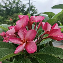 芯晨花園桃園三民店 雞蛋花/頂極品相/觀花用樹/開幕送禮盆栽/陽台用盆栽/宅配限北部地區