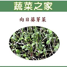 【蔬菜之家滿額免運】J08.向日葵芽菜種子20克(芽菜種子)