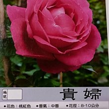 花花世界_玫瑰苗--貴婦--桃紅色 花型優美 /3.5吋黑軟盆/高10-30公分/MA