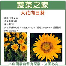 【蔬菜之家滿額免運】H41.大花向日葵種子5顆(花徑10~15cm.株高30~40cm)花卉種子