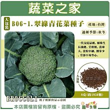 【蔬菜之家滿額免運】大包裝B06-1.翠綠青花菜種子8克(約1950顆)F1，植株生長強健，莖幹粗，蕾球大， 蕾粒中細