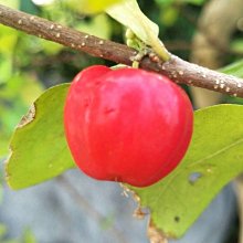 元茂園藝龍潭園區-西印度櫻桃，十五年盆齡， 優型+年產數百櫻桃