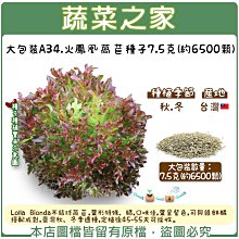 【蔬菜之家滿額免運】大包裝A34.火鳳凰萵苣種子7.5克(約6500顆)(不結球萵苣)※不適用郵寄掛號※