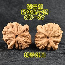 商品縮圖-6