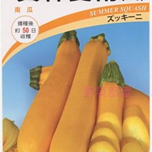 【野菜部屋~中包裝】K45 黃祥夏南瓜種子40粒 , 櫛瓜 ,泰國進口 , 生長旺盛 ,每包180元 ~