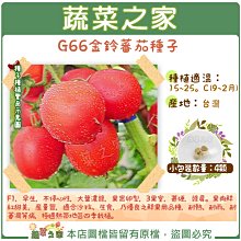 【蔬菜之家滿額免運】G66.金鈴蕃茄種子4顆(F1，早生，不停心性，大葉濃綠，果實卵型，3果室，甚硬，綠肩)