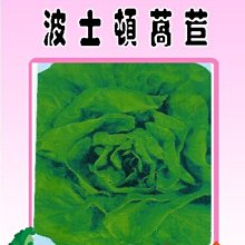 【野菜部屋~】B05 日本波士頓萵苣種子0.8公克 , 又名奶油生菜 , 每包15元~