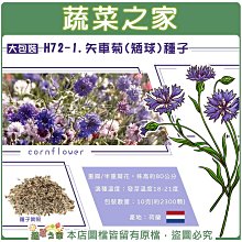 【蔬菜之家滿額免運】大包裝H72-1.矢車菊種子10克(約2300顆)※不適用郵寄掛號配送※