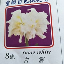 花花世界-季節花卉--種子 球根 **重瓣孤挺花--白雪(8號) **白雪公主/MA