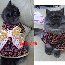 **貓狗芝家** 小型犬 日式和服 [黑款]