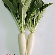 【野菜部屋~】I33 朝日蘿蔔種子2.1公克 , 日本進口 , 肉質甜美 , 每包15元~