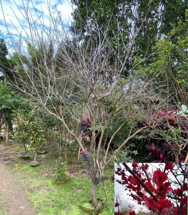鹿耳島紅梅超美超稀有有花結果的美樹5公分粗1顆
