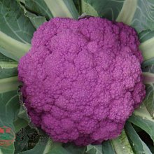 【野菜部屋~】E69 紫雲紫花椰菜種子25粒 , 富含花青素 , 結球緊實 , 每包15元~