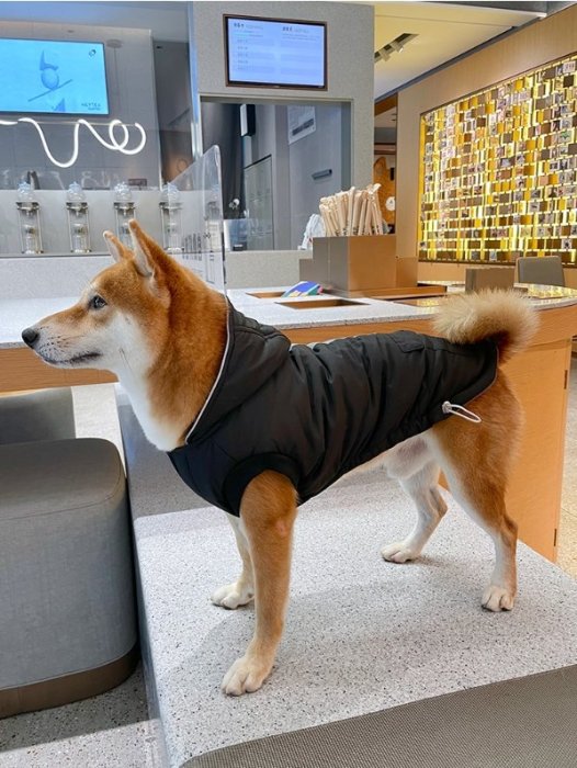 黑色保暖背心 加絨 寵物服飾 秋冬服飾 狗狗衣服 中型犬 大型犬服飾 雪納瑞 西高地 比熊 柯基 法鬥 柴犬 米克斯