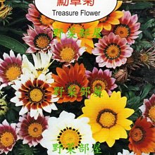 【野菜部屋~】Y35 勳章菊Treasure Flower~天星牌原包裝種子~每包17元~
