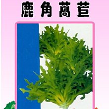 【野菜部屋~】B15 日本鹿角萵苣種子2.7公克 , 外型獨特 , 口味佳 , 每包15元~