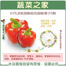 【蔬菜之家滿額免運】G75.彩紅甜椒(紅色甜椒)種子5顆(F1，燈籠型朱紅色果，果型大，甜度高，果重約200公克。肉厚)