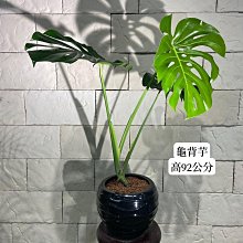 新/芯晨花園桃園三民店/龜背芋/室內盆栽/送禮自用兩相宜/每單位一盆/銷售快速下標前請先確認是否現場還有現貨/宅配限北部地區