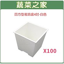 【蔬菜之家滿額免運】四方型栽培盆4吋-白色(厚) 100個/組※此商品運費請選宅配貨運