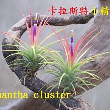 空氣鳳梨綠房子卡拉斯特小精靈 Tillandsia ionantha Cluster-S