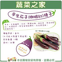 【蔬菜之家滿額免運】G35-1.早生茄子(咖啡紅)種子10顆//早生，綠色萼，果色咖啡紅、光澤度好；果型呈短粗棒 形