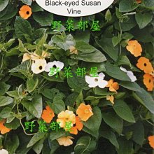 【野菜部屋~】Y72黑眼花(混色)Black-eyed Susan Vine~天星牌原包裝種子~每包17元~