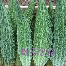 【野菜部屋~】K21 小綠山苦瓜種子1粒 , 早生品種 , 產量高 , 質量穩定 , 每包15元 ~