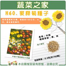 【蔬菜之家滿額免運】H60.麥桿菊種子0.5克(約700顆)(瑞士巨人) // 發芽溫度約20度，株高約100公分