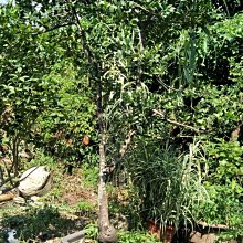 元茂園藝龍潭園區 稀有 圓葉竹柏 十餘年樹齡盆栽