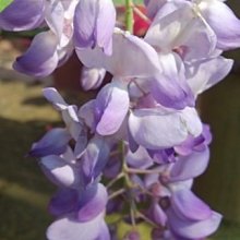 花花世界_藤蔓植物 * 日本紫藤   超長版本 * /頭徑2cm/1尺盆/美植袋/高約300cm/MA*不可超取*