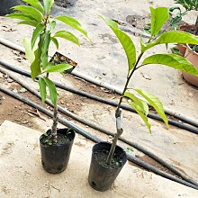 元茂園藝中壢高鐵南路園區 強香香花/金玉蘭花盆栽 嫁接穩定隨時可移植，每單位一盆