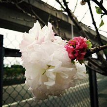 元茂園藝高鐵南路園區 牡丹櫻花十年樹齡 從小移植袋裝 平地長大免馴化(宜蘭、台北、桃竹苗單筆交易滿2萬元即可外送)