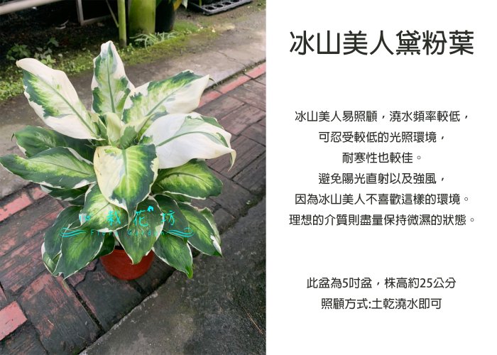 心栽花坊-冰山美人黛粉葉/6吋/綠化植物/室內植物/觀葉植物/售價400特價350