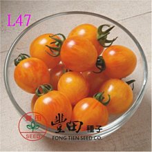 【野菜部屋~】L47 207條紋蕃茄種子10粒 , 圓型條紋蕃茄 , 亮黃帶橘條紋 , 蕃茄味道濃郁 , 每包15元~