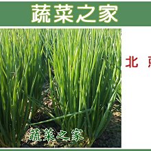 【蔬菜之家滿額免運】D04.北蔥種子1500顆(香味濃，耐熱性強，抽苔開花較早)