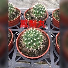 花花世界_多肉植物*鳳梨丸仙人掌*/3吋盆/單株/高5cm/MA