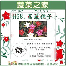 【蔬菜之家滿額免運】H68.蔦蘿種子0.45克(約25顆)(新娘)//蔓性攀緣，易栽培，顏色為混合色。