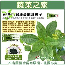 【蔬菜之家滿額免運】A29-1.保康黃麻菜種子2克(約1000顆) (甜麻子.國王菜.麻芛.埃及帝王菜.埃及錦葵)