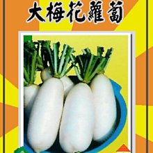 【野菜部屋~】I01大梅花蘿蔔種子6公克 , 極受好評 , 每包15元~