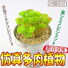 【🐱🐶培菓寵物48H出貨🐰🐹】仿真多肉植物24頭花仔 特價39元