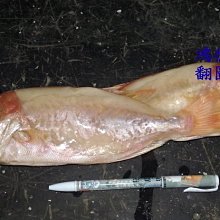 野生紅目鰱魚 大眼鯛 每公斤250元 鴻德水產 滿額免運 Yahoo奇摩拍賣