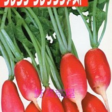 【野菜部屋~】I18 紅白長型小蘿蔔種子1.3公克 , 法國早餐蘿蔔 , 每包15元~