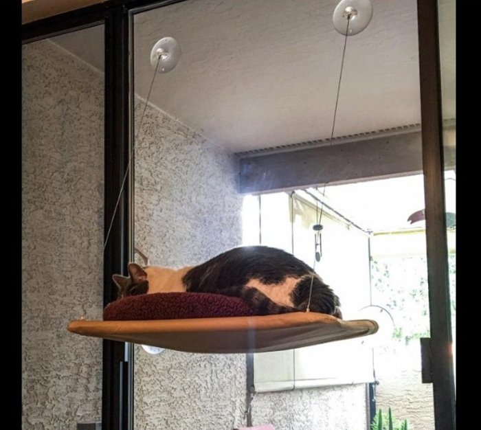 【附發票】 貓咪窗台吊床 爬架 貓床 寵物 窗台式 貓吊床 牢固 吸盤 貓咪床 貓砂 貓跳台 貓抓板 貓飼料 貓砂盆