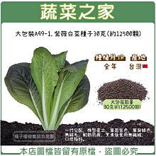 【蔬菜之家滿額免運00A49-1】大包裝.紫薇白菜種子30克(約12500顆)(一代交配)※不適用郵寄掛號※